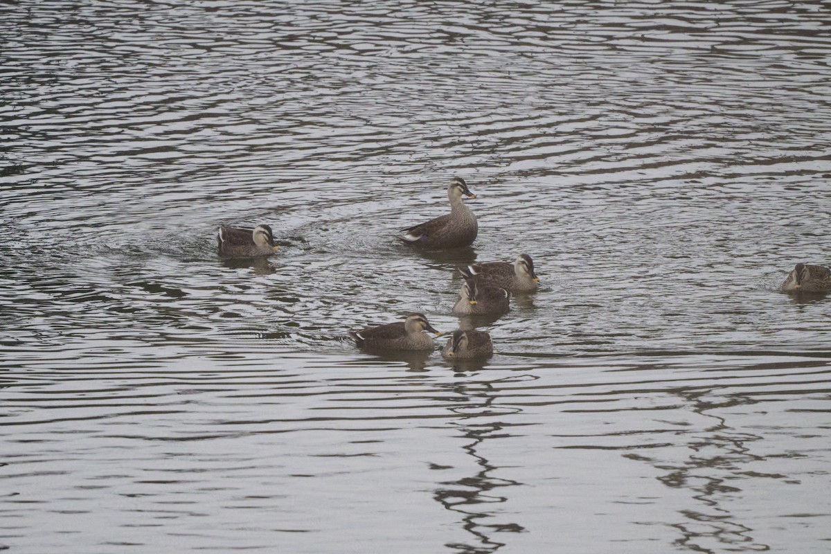 Ánade Picopinto Chino - ML647170394