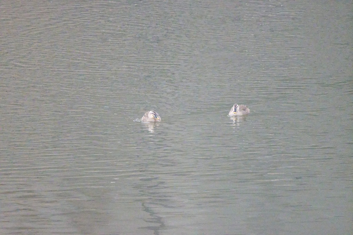 Ánade Picopinto Chino - ML647170395