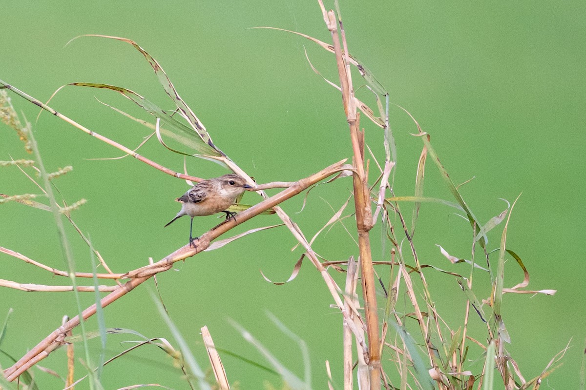Tarabilla Siberiana - ML647170396