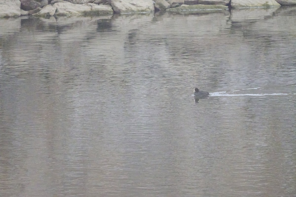 Focha Común - ML647170397