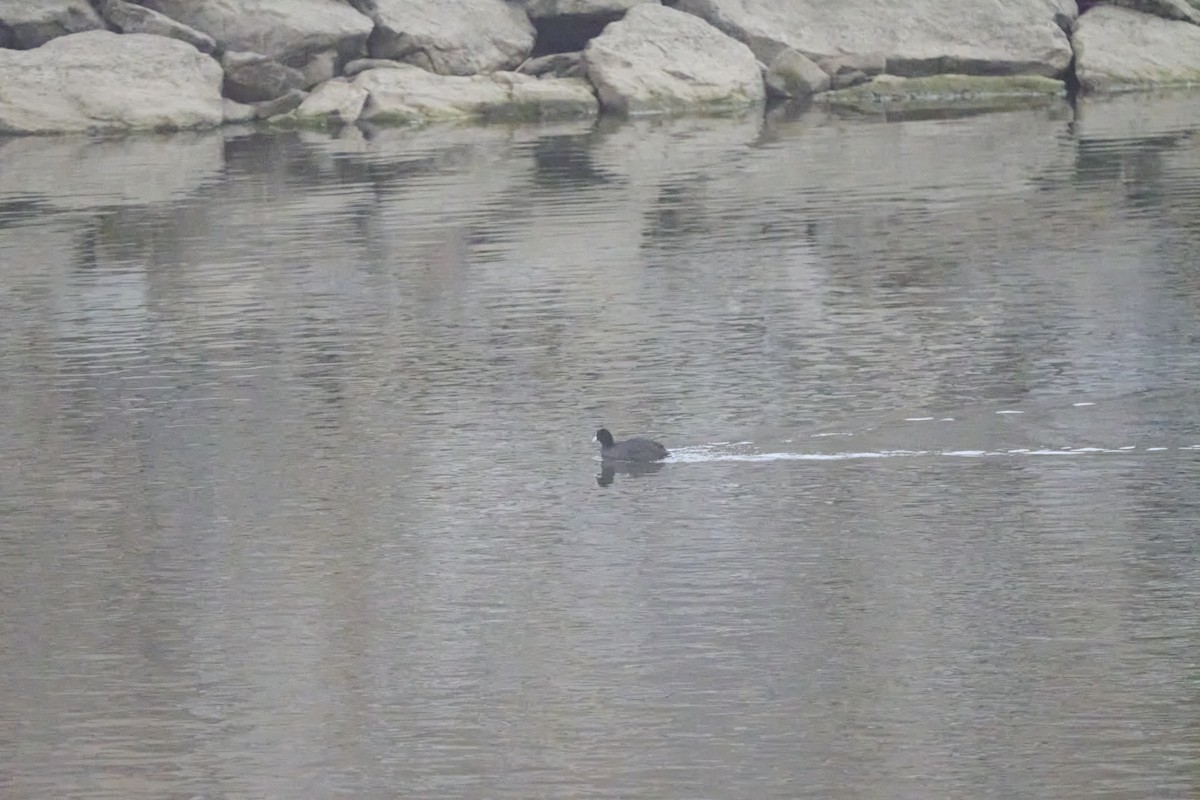 Focha Común - ML647170399