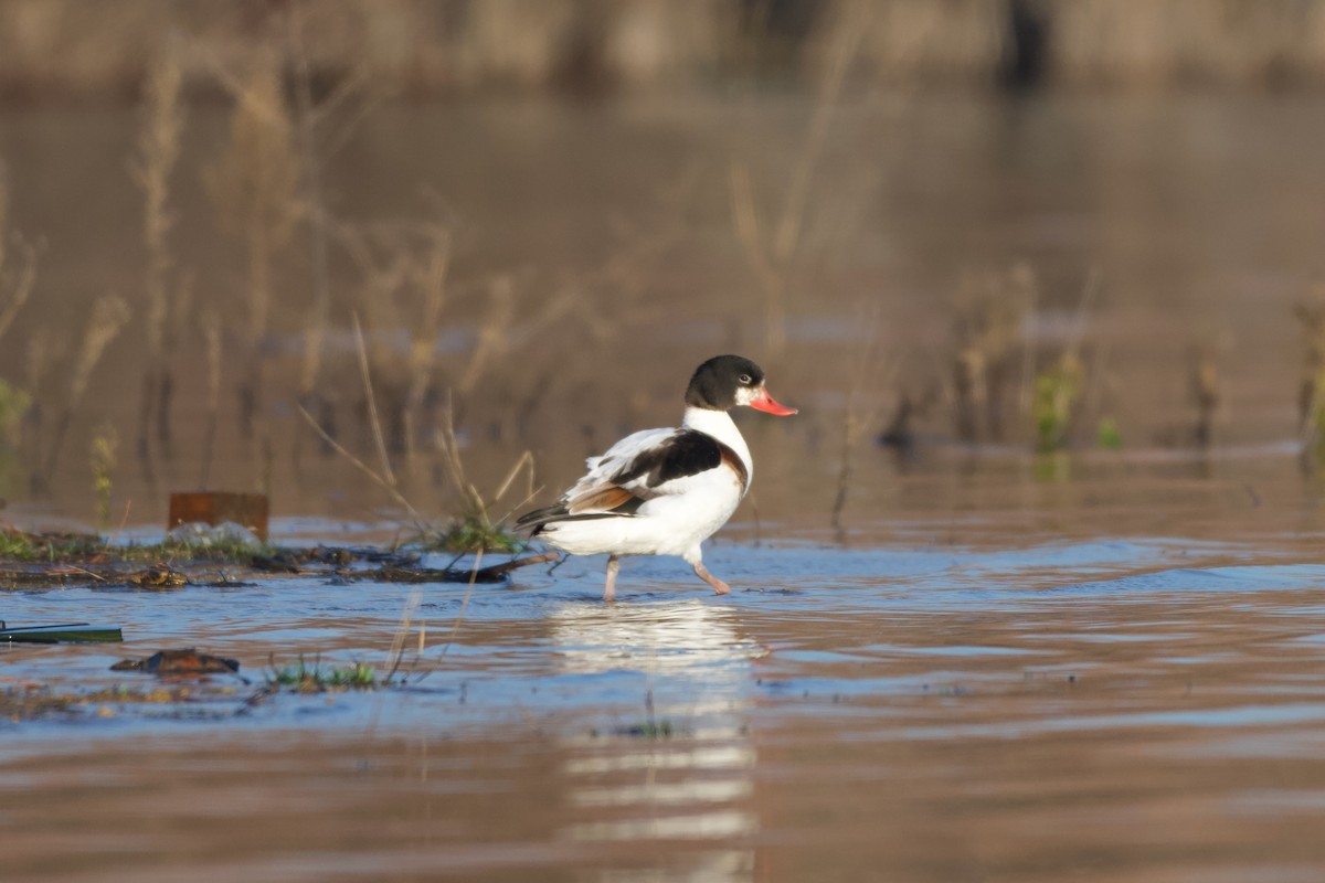 Tarro Blanco - ML647170409