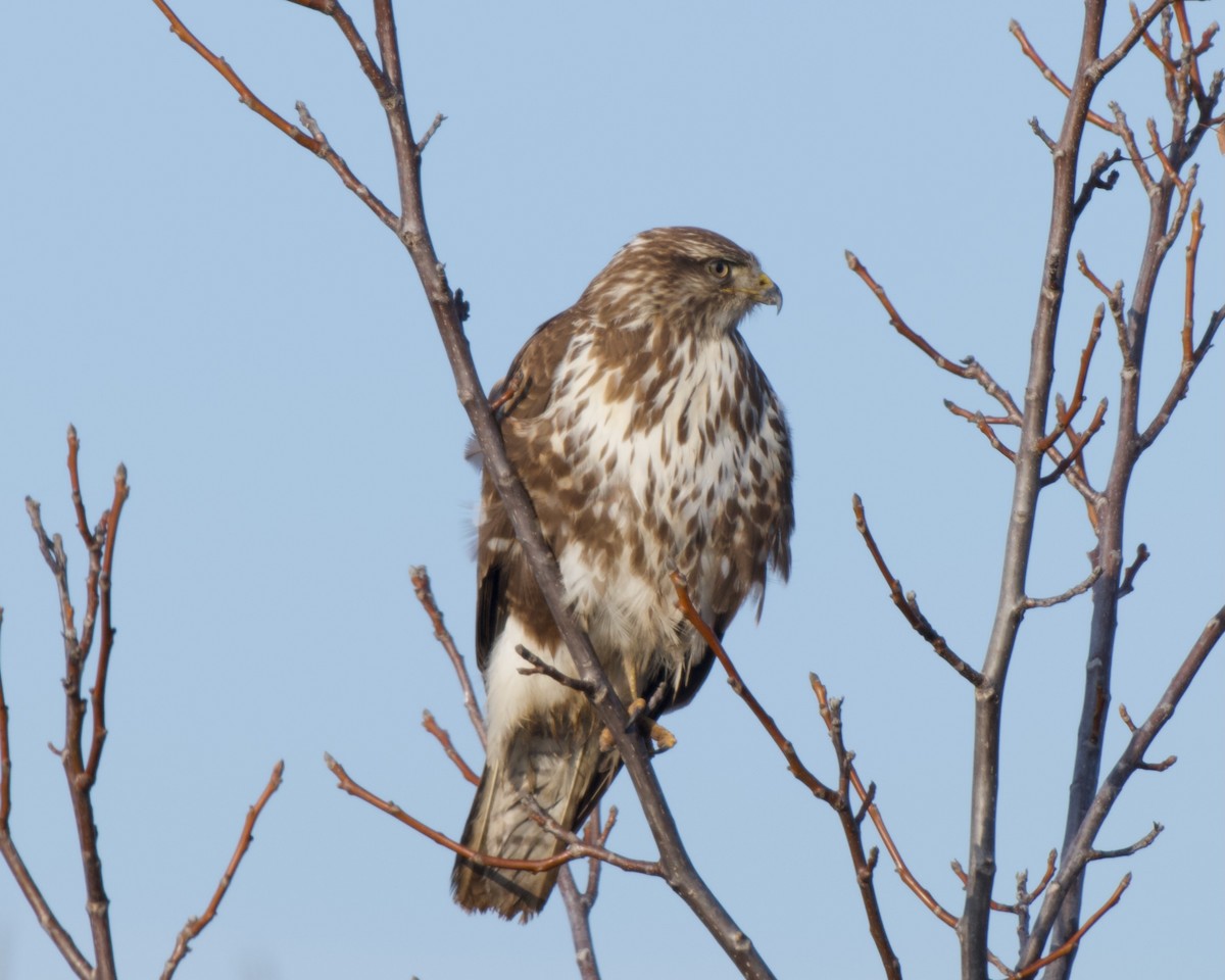 Busardo Ratonero - ML647170411