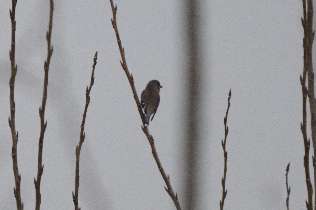 Picogordo Chino - ML647170412