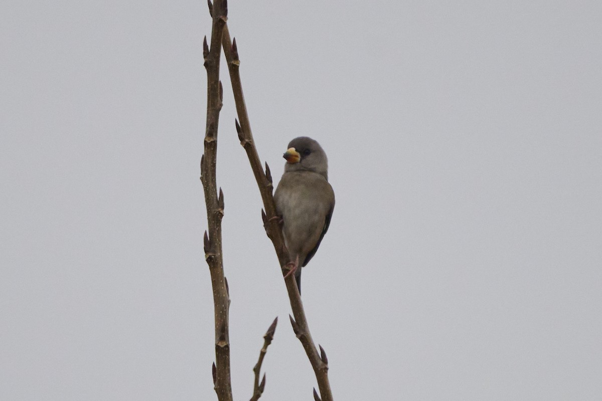 Picogordo Chino - ML647170413