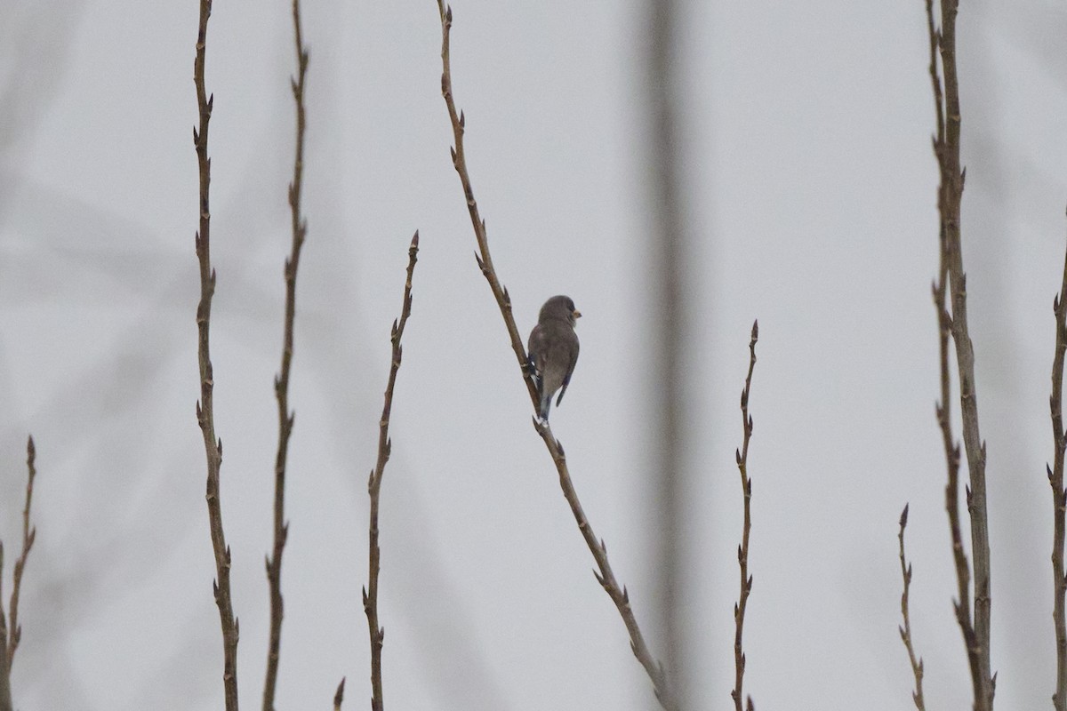 Picogordo Chino - ML647170414