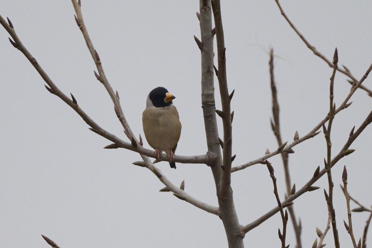 Picogordo Chino - ML647170415