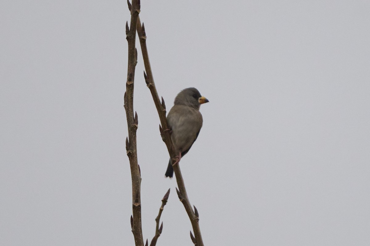 Picogordo Chino - ML647170416