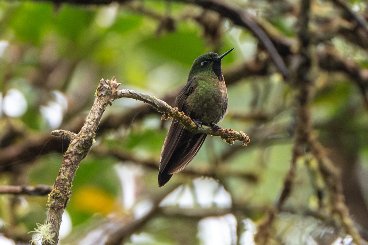 Metalura Tiria - ML647170417