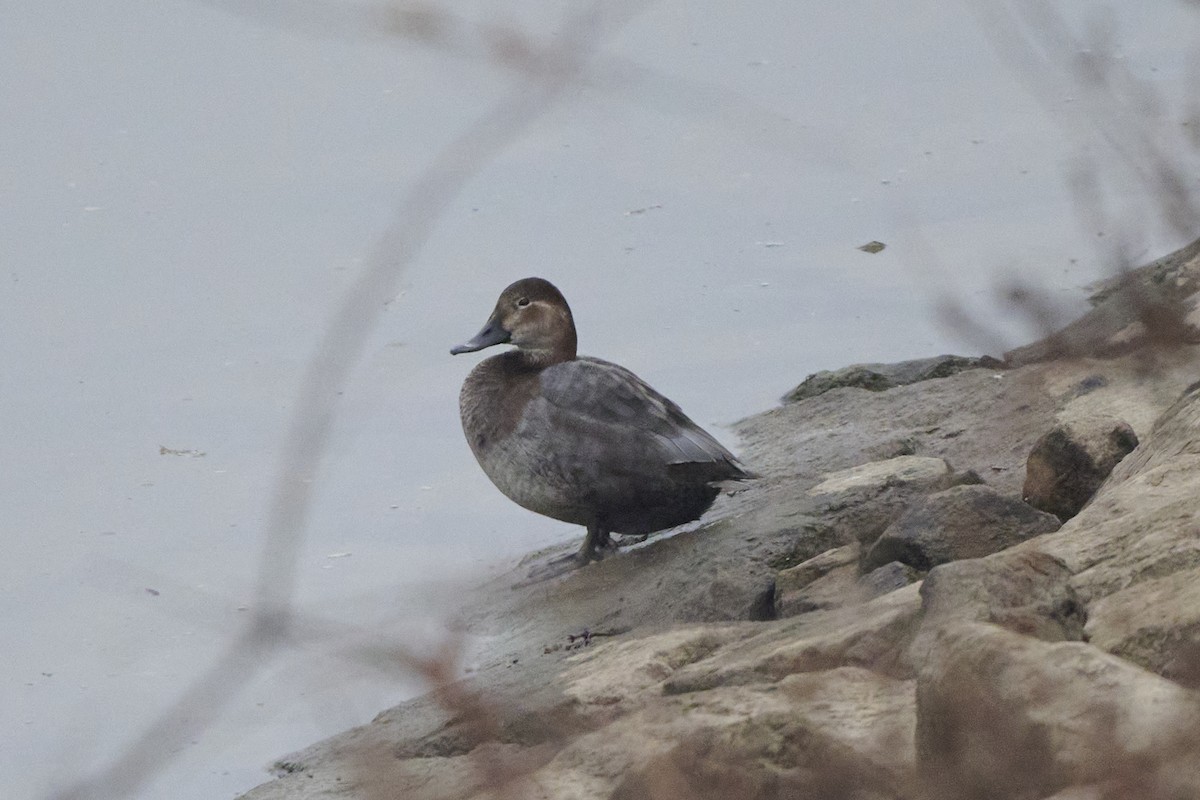 Porrón Europeo - ML647170419