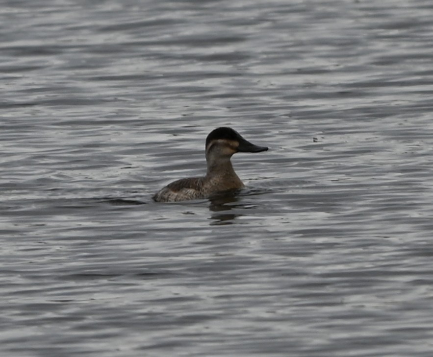 Malvasía Canela - ML647170428