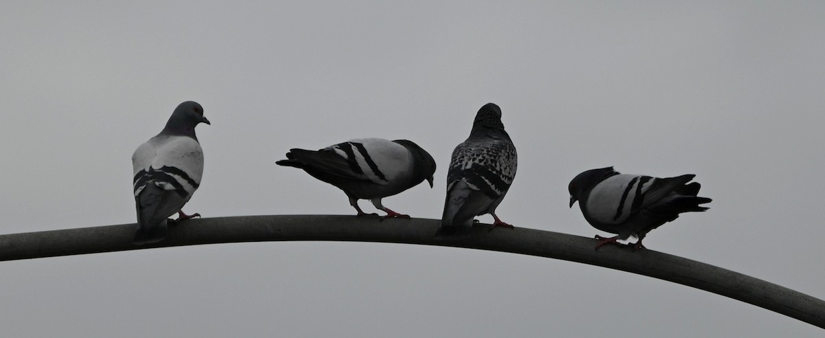 Голуб сизий (міський) - ML647170440