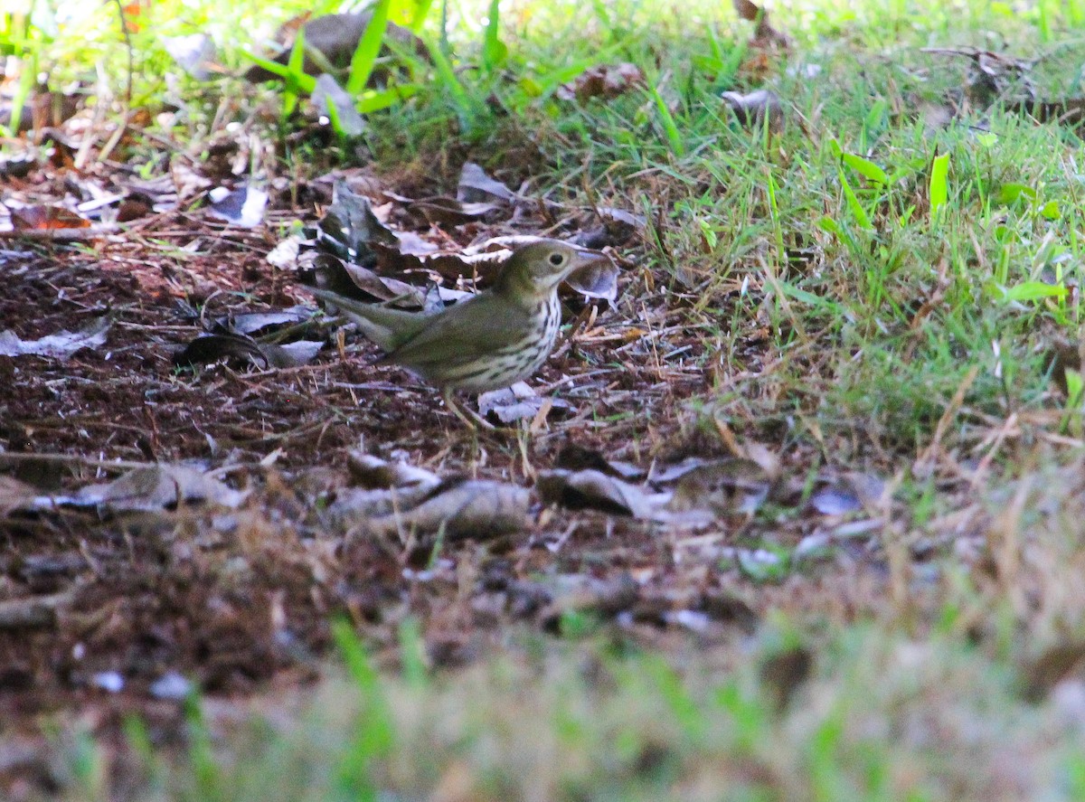 カマドムシクイ - ML647170471