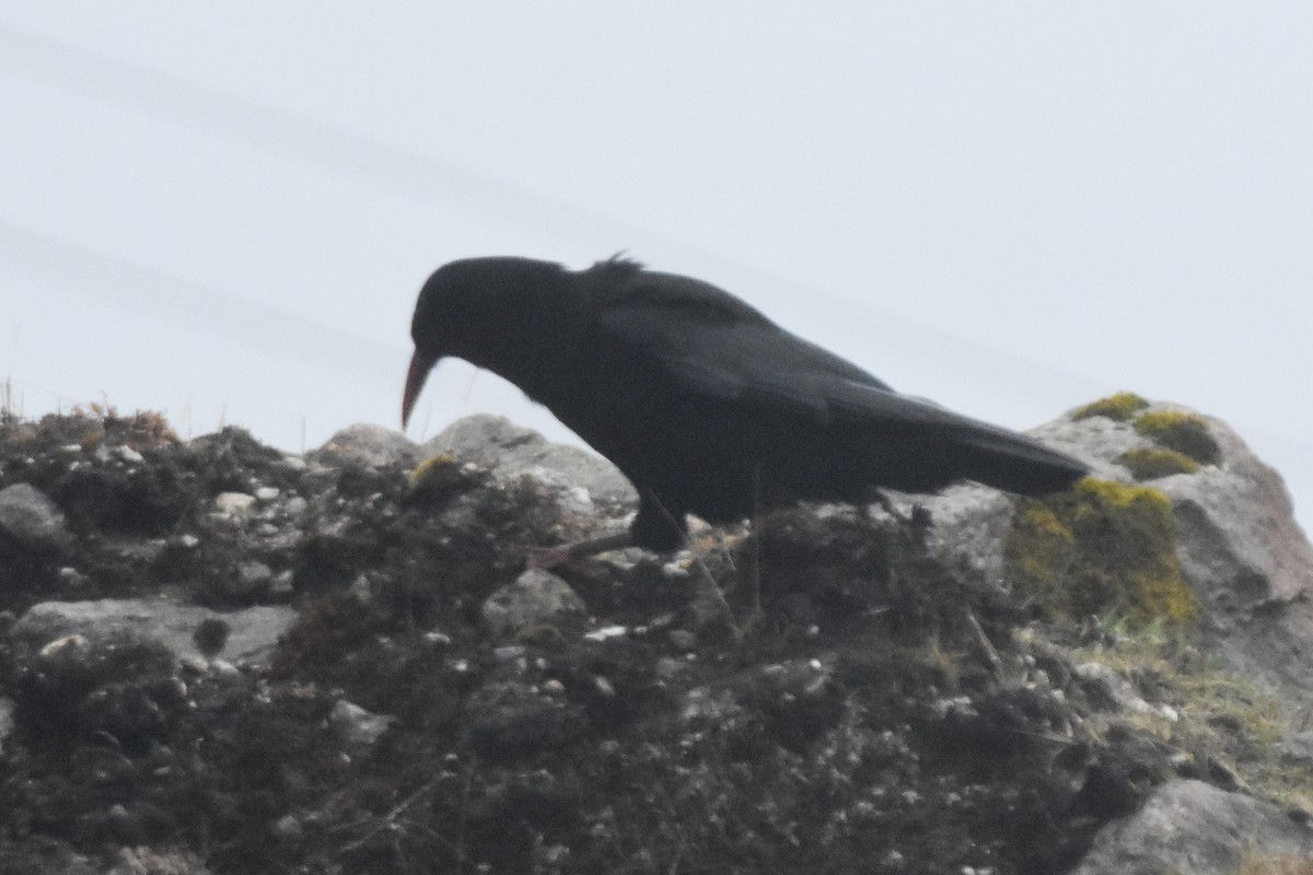 ベニハシガラス - ML647170473