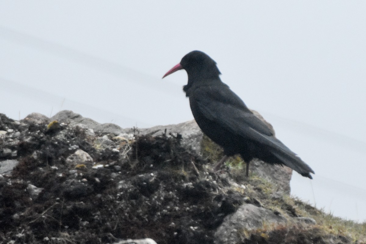 ベニハシガラス - ML647170474