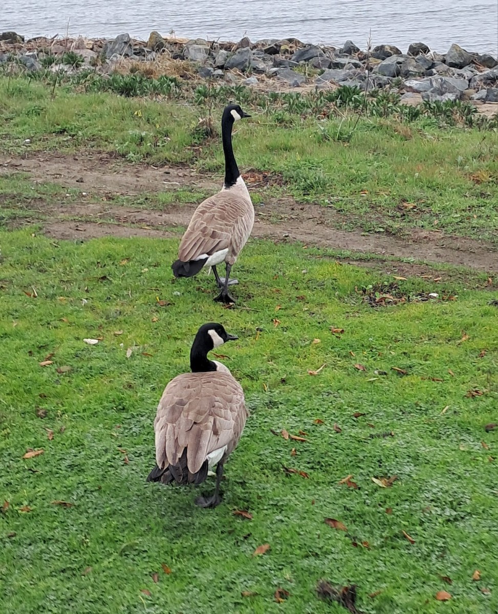 Canada Goose - ML647170490