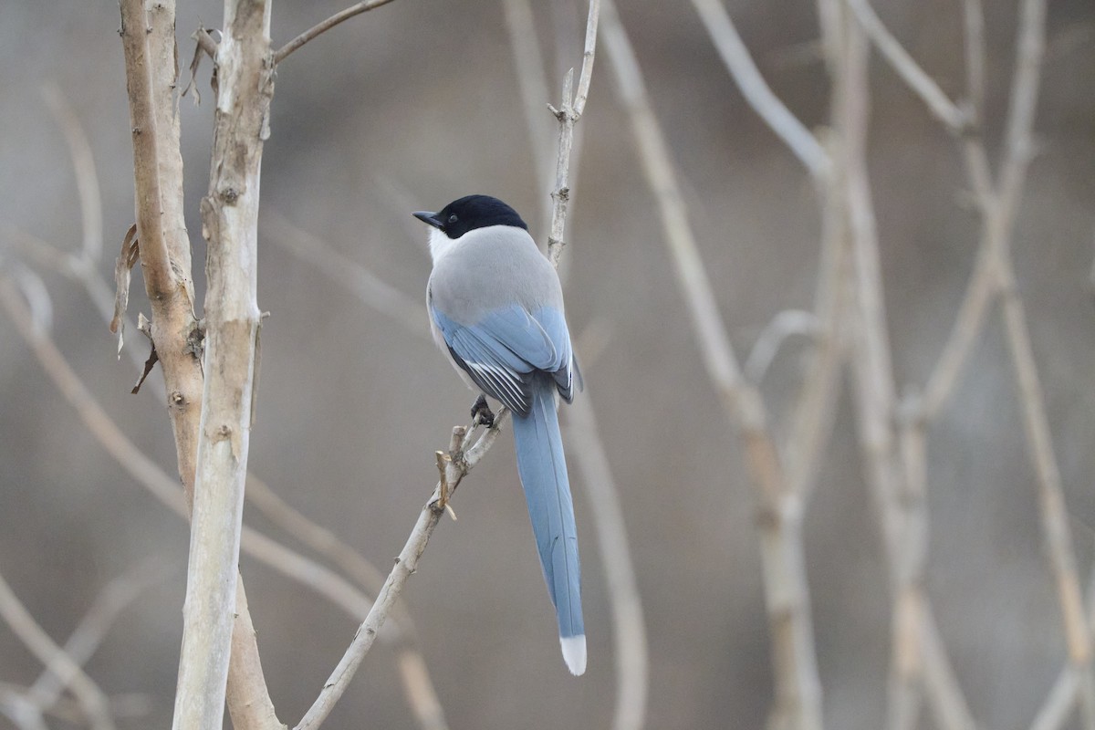 Azure-winged Magpie - ML647170517