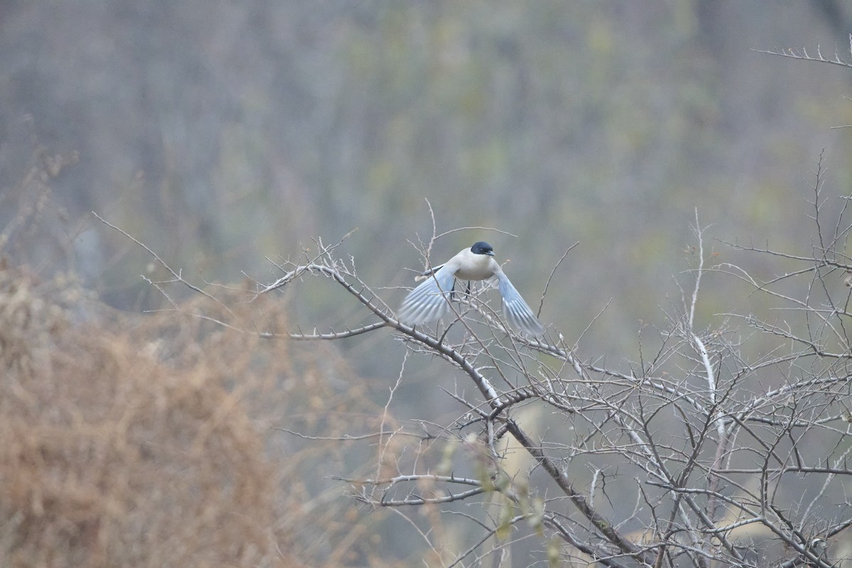 Azure-winged Magpie - ML647170518