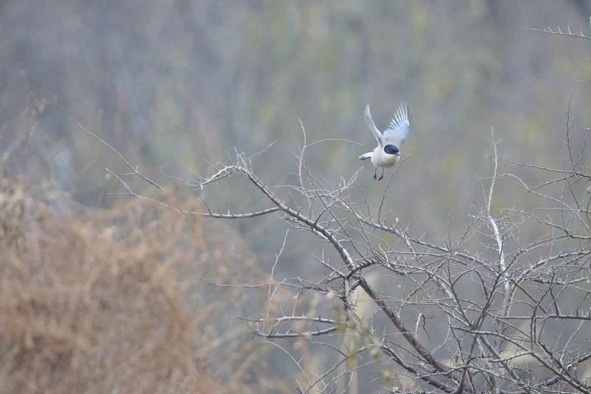 Azure-winged Magpie - ML647170519