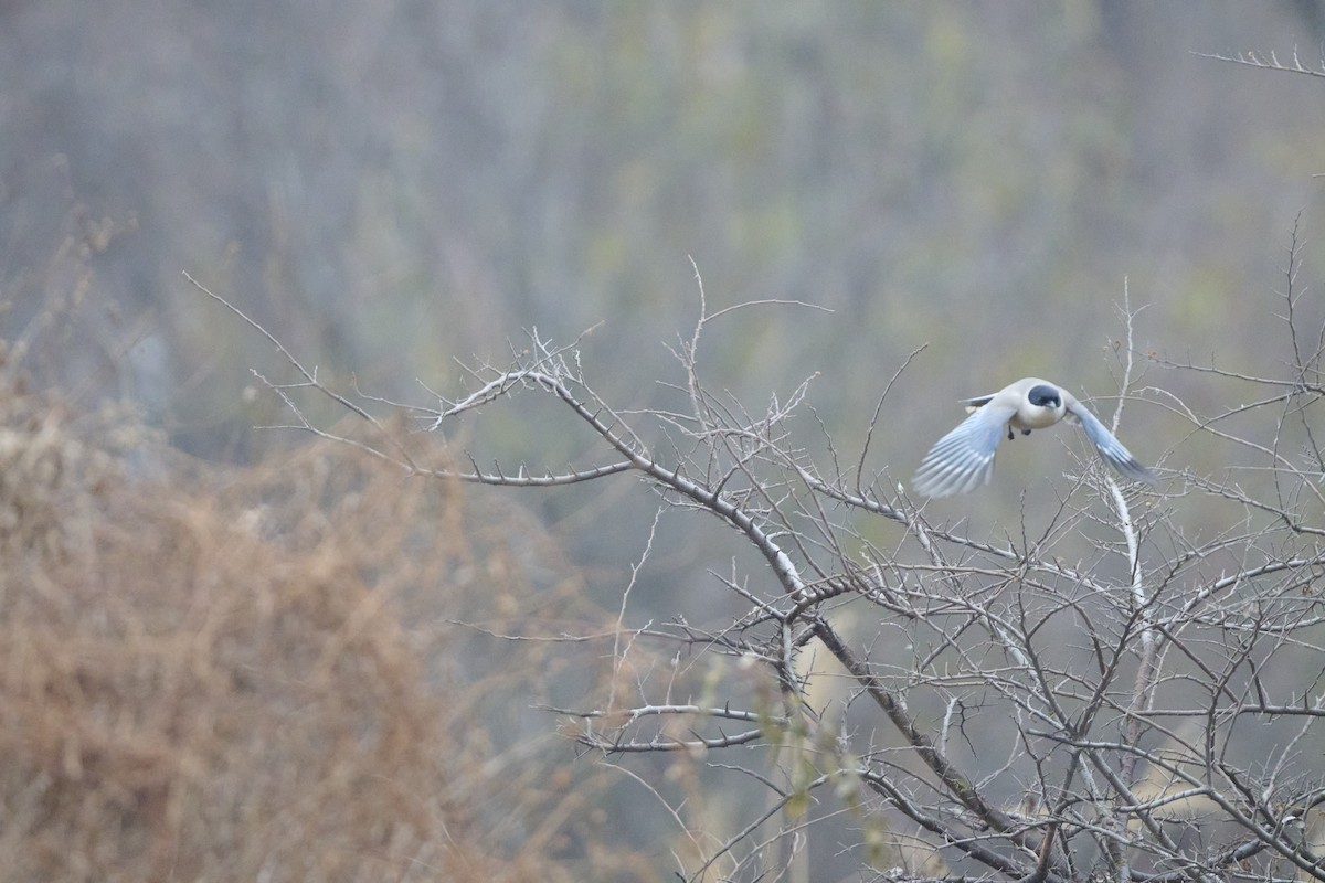 Azure-winged Magpie - ML647170520