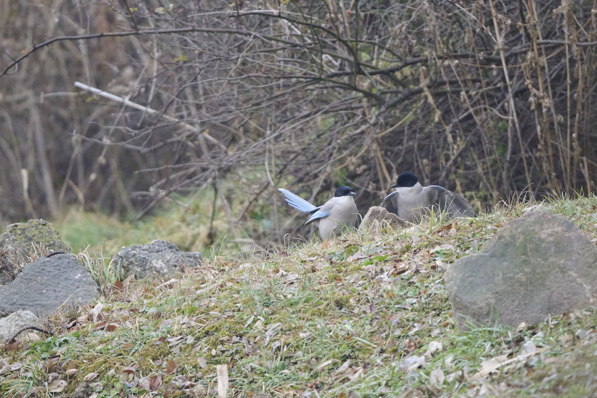 Azure-winged Magpie - ML647170521