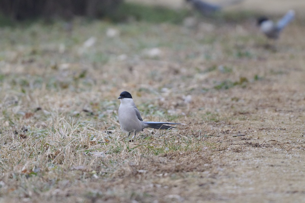 Azure-winged Magpie - ML647170522