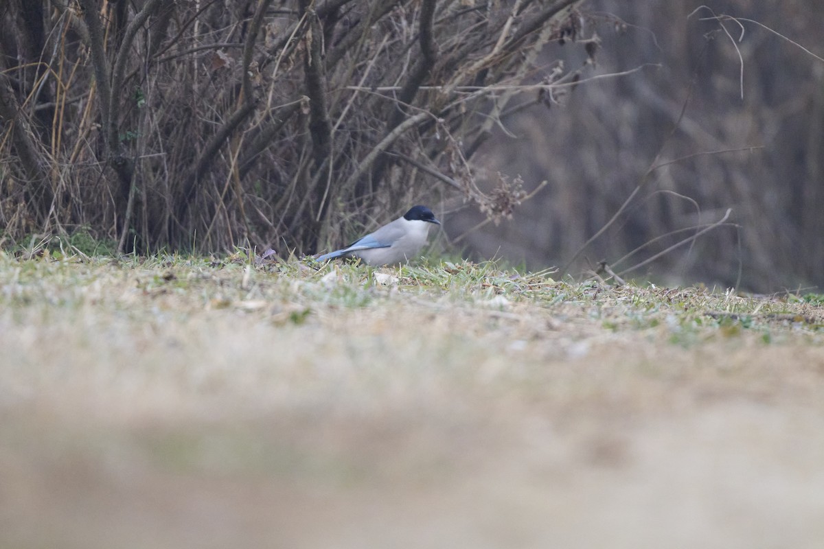 Azure-winged Magpie - ML647170523