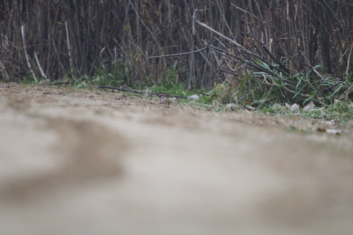 Azure-winged Magpie - ML647170524