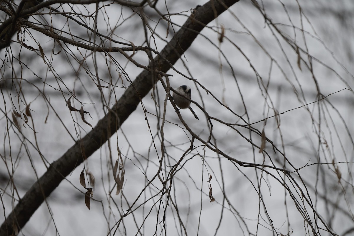 Codibugnolo - ML647170527