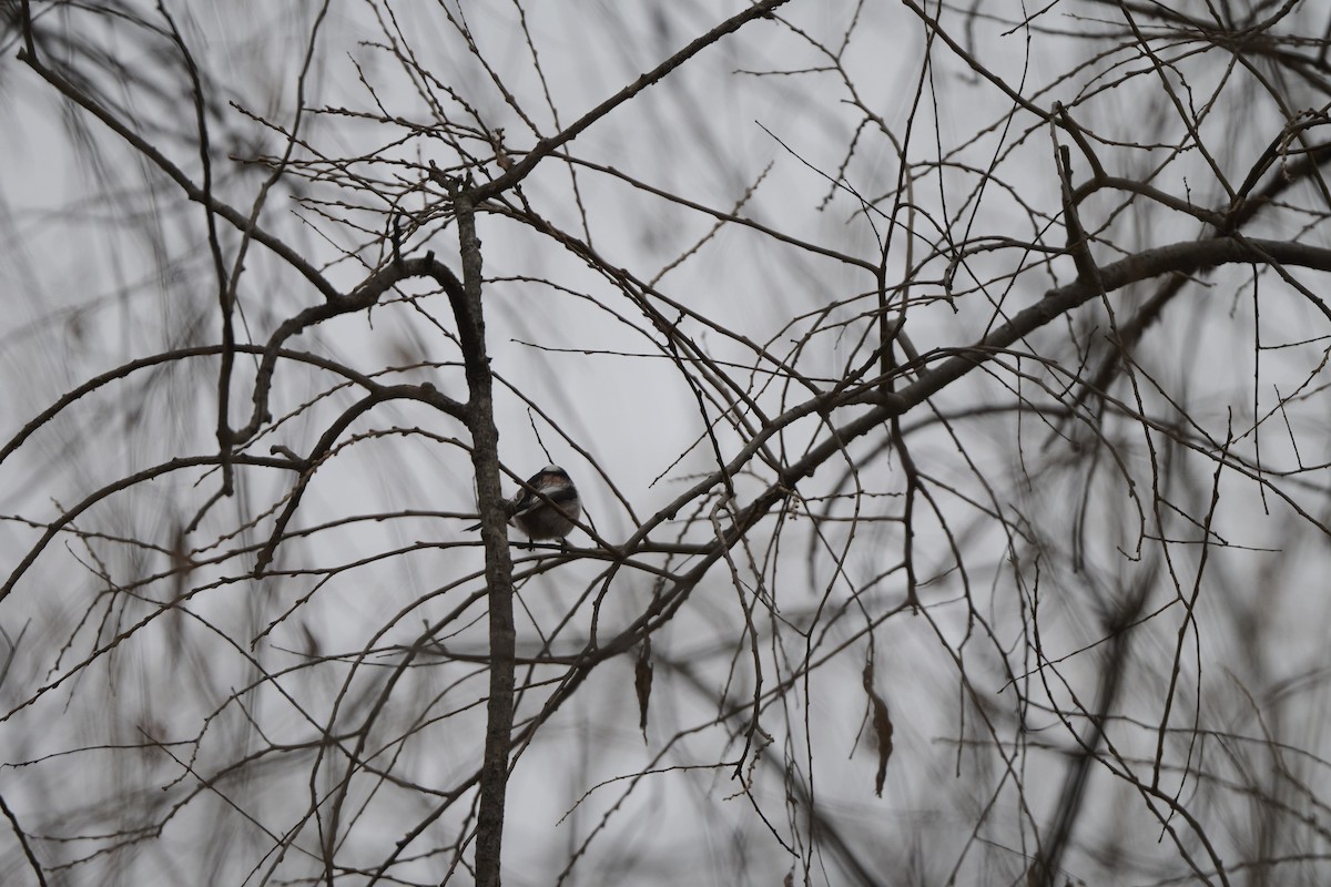 Codibugnolo - ML647170528