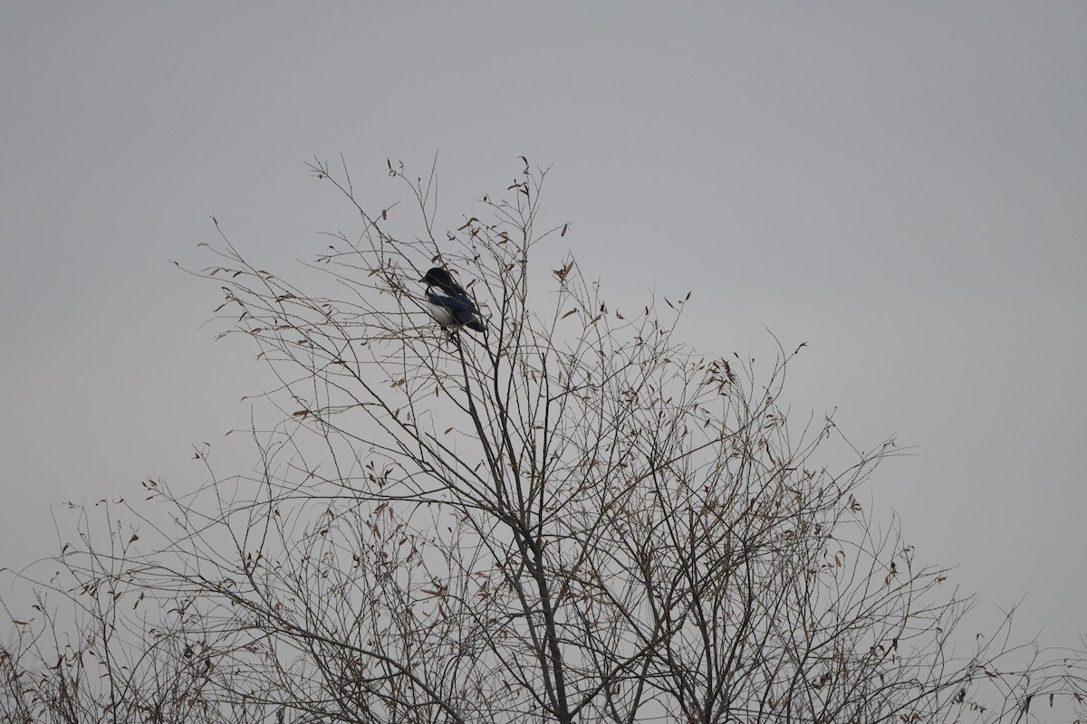 orientskjære - ML647170530