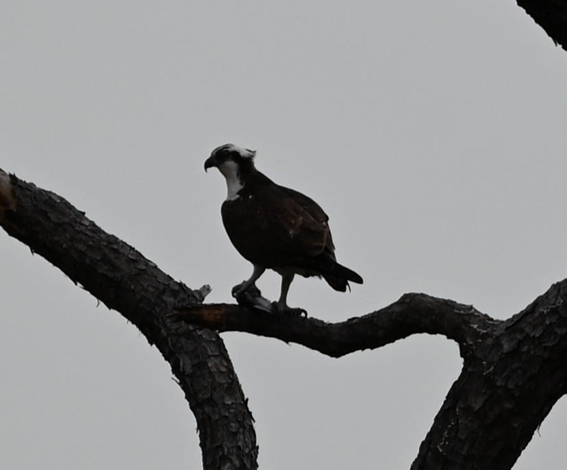 Osprey - ML647170532