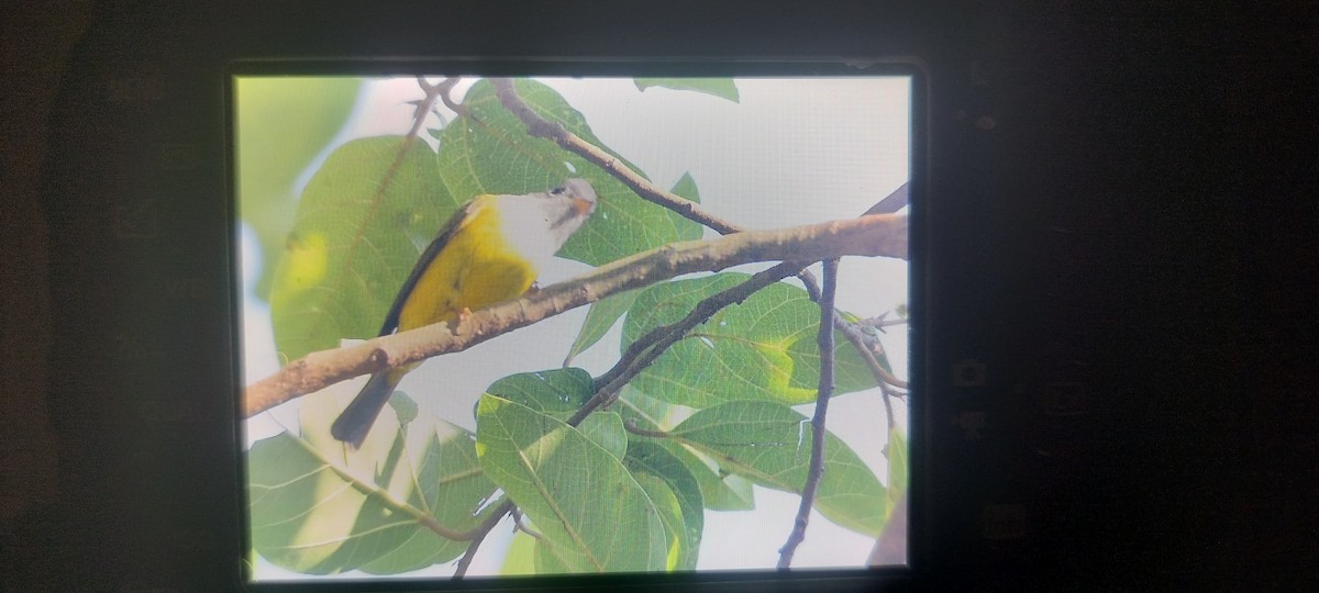 Gobemoustique à tête grise - ML647170539