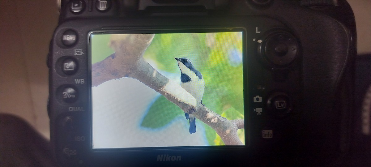 Gobemouche ultramarin - ML647170548