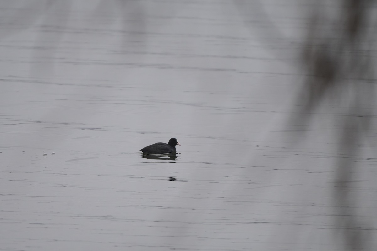 Folaga - ML647170552