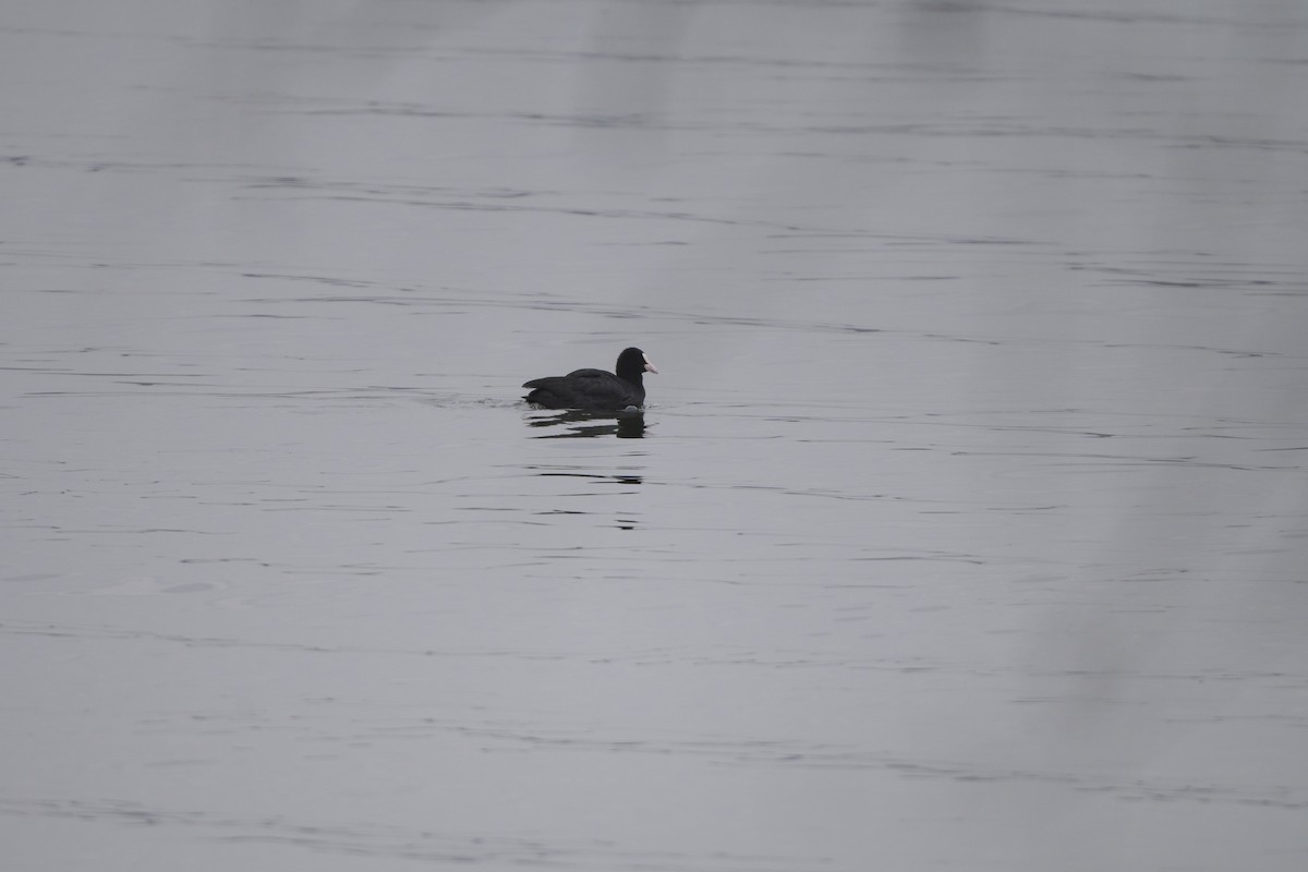 Folaga - ML647170553