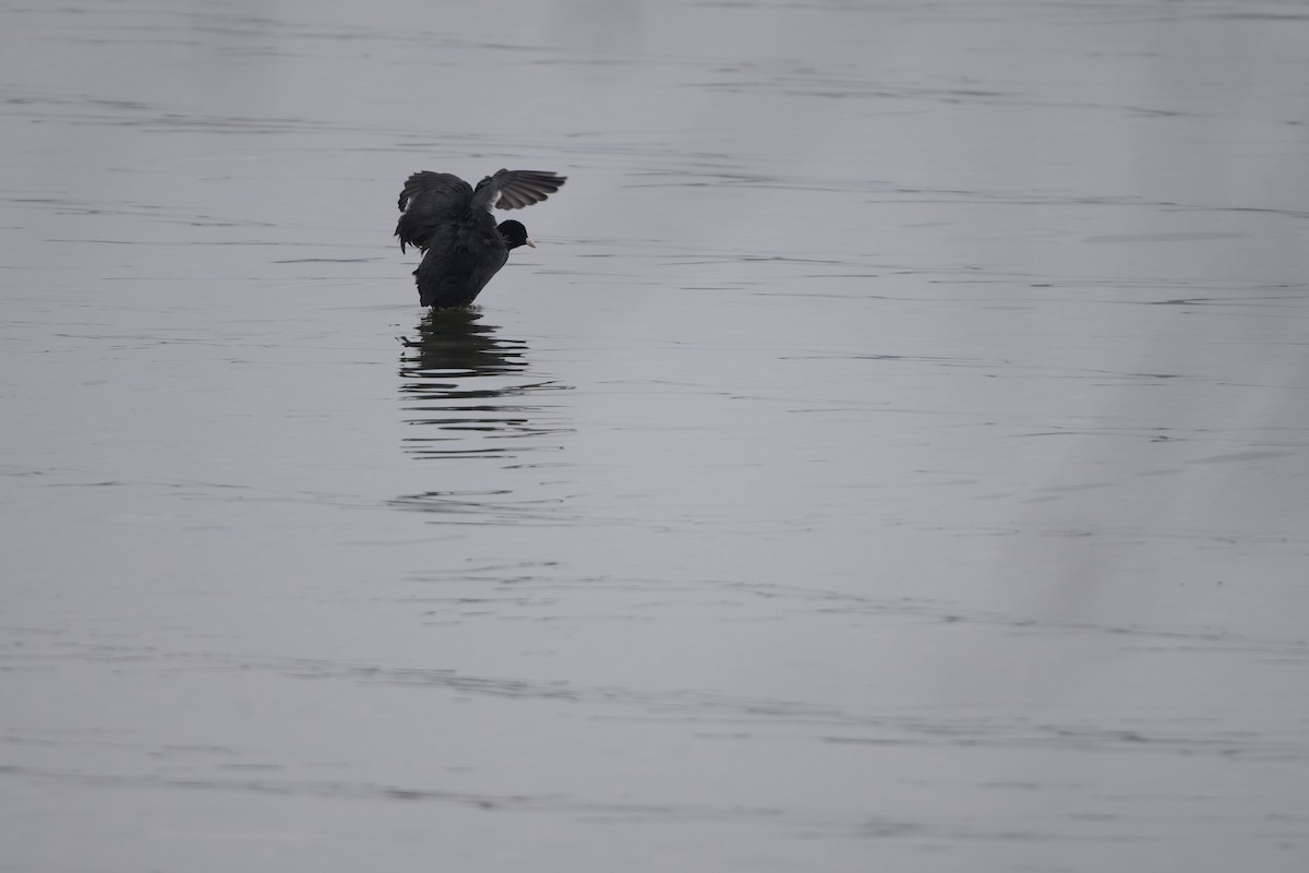 Folaga - ML647170554