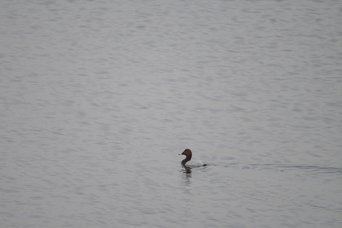 Moriglione - ML647170555