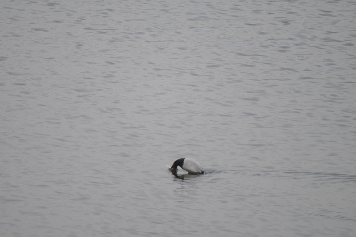 Moriglione - ML647170556