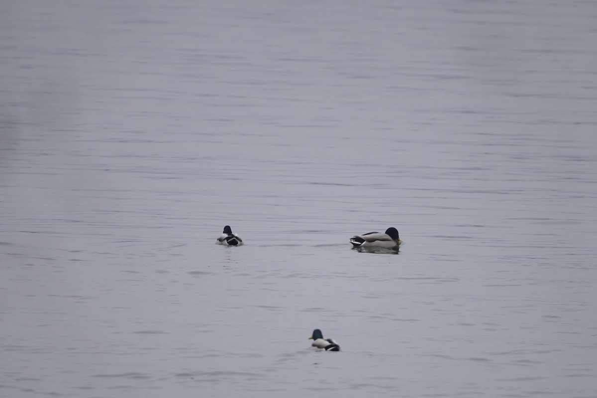 Germano reale - ML647170558