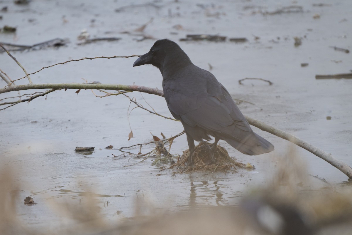 Large-billed Crow (Large-billed) - ML647170563