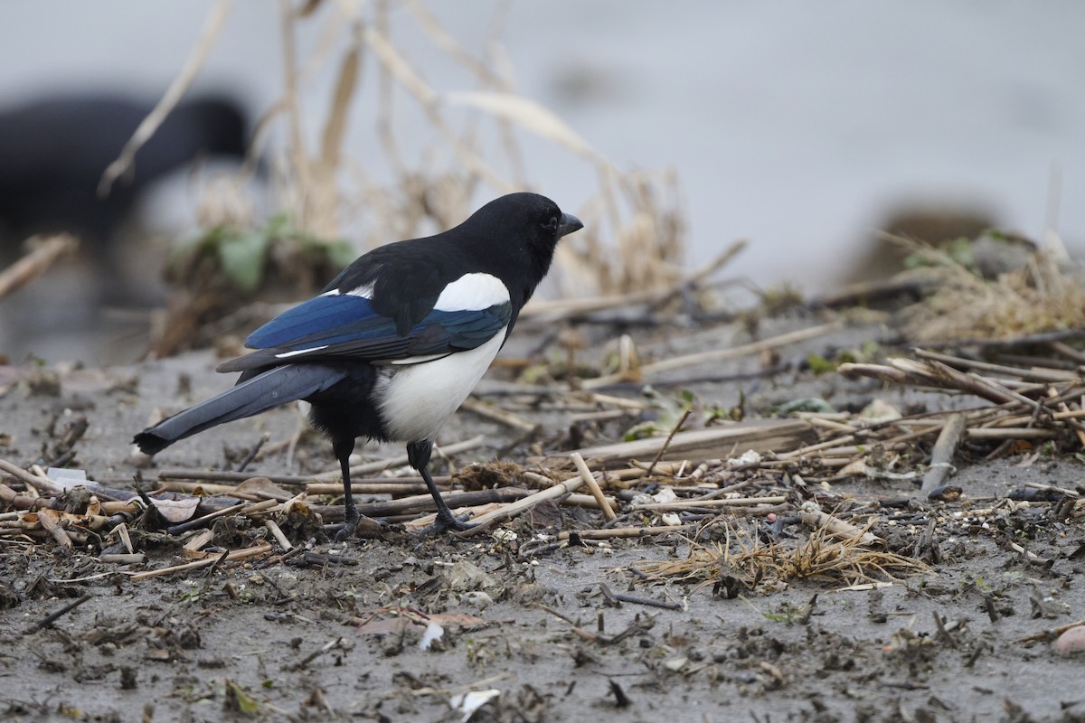 orientskjære - ML647170565