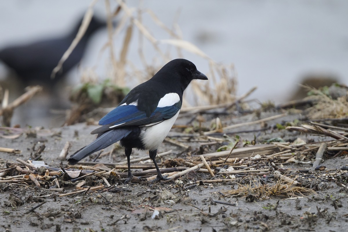 orientskjære - ML647170567