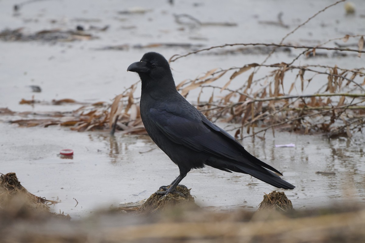 Large-billed Crow (Large-billed) - ML647170568