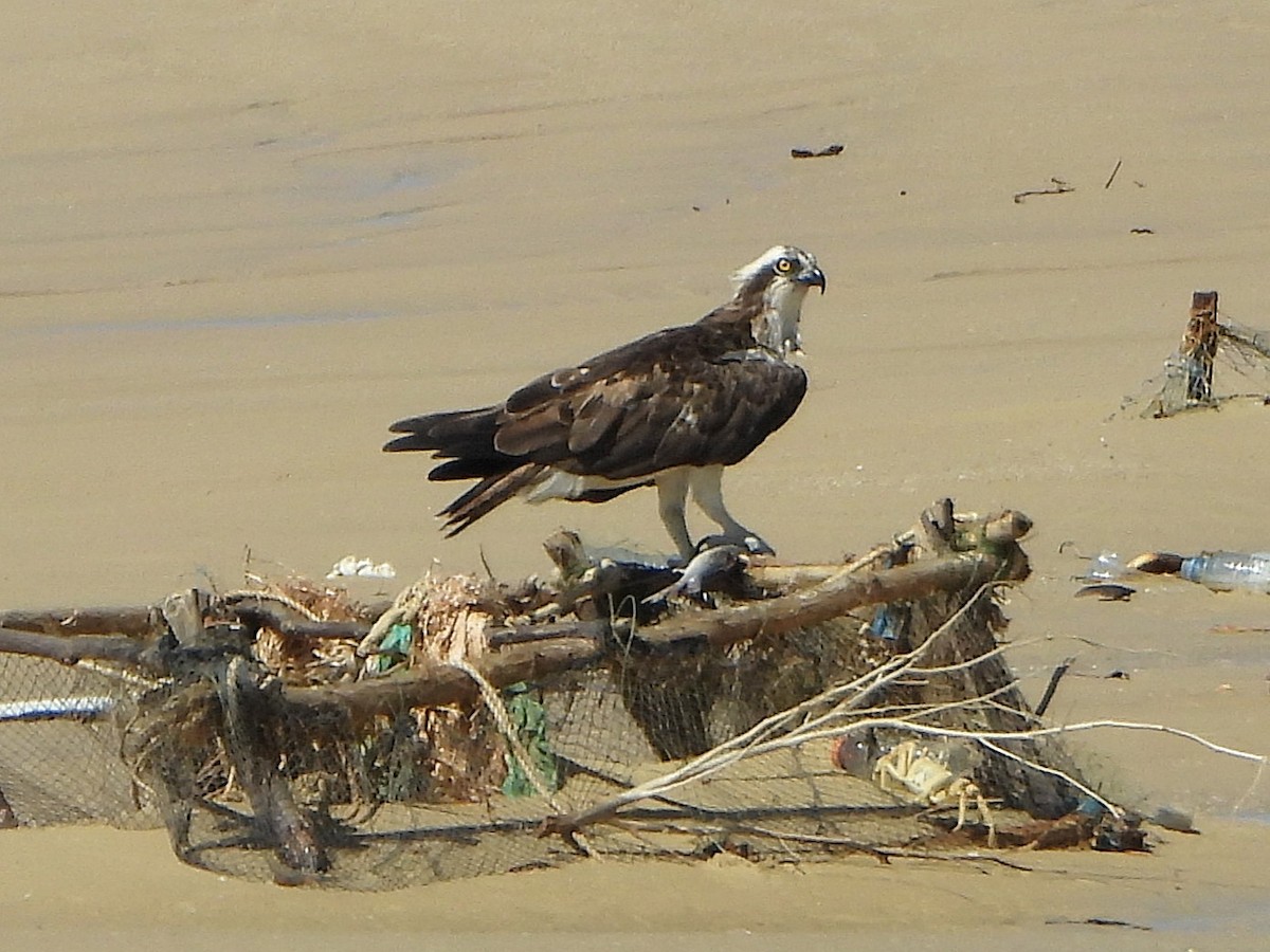 Osprey - ML647170596