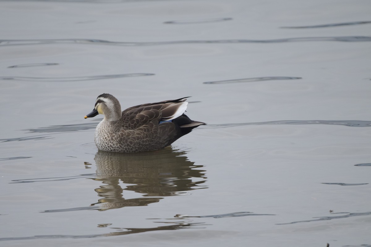 Eastern Spot-billed Duck - ML647170606