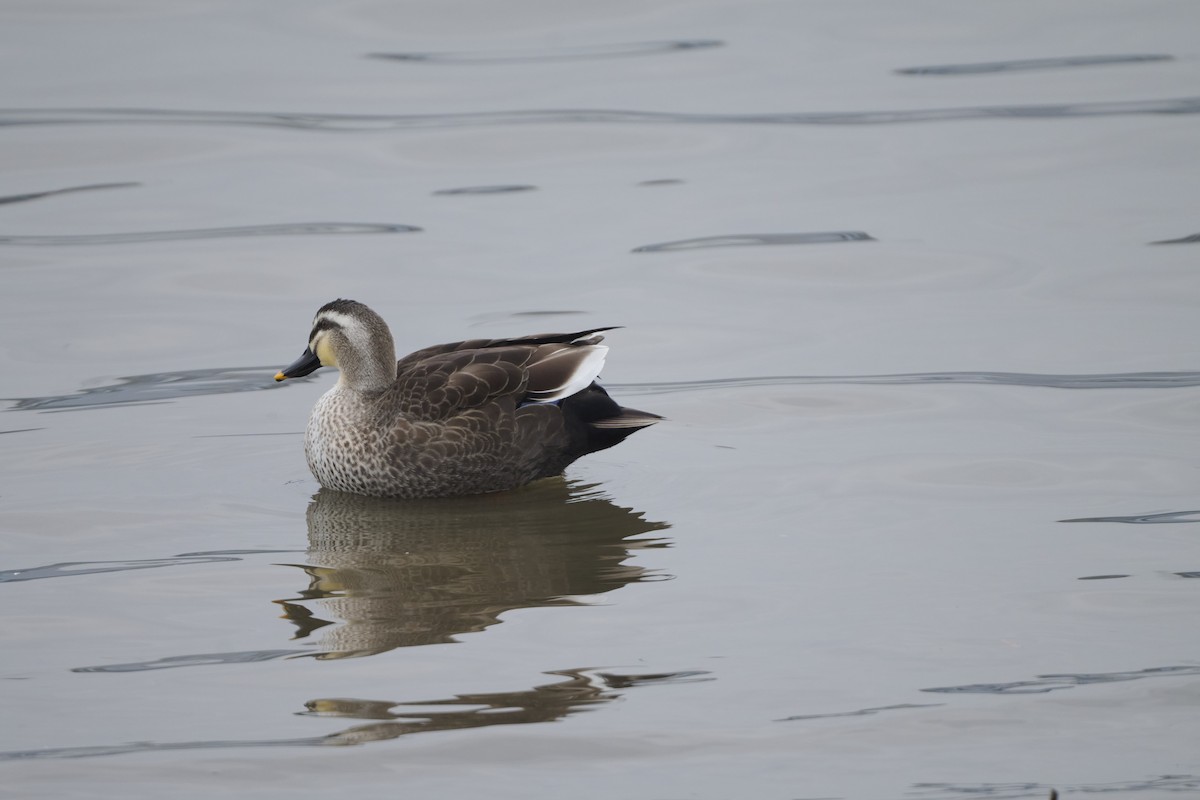 Eastern Spot-billed Duck - ML647170608