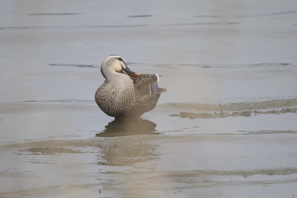 Eastern Spot-billed Duck - ML647170609