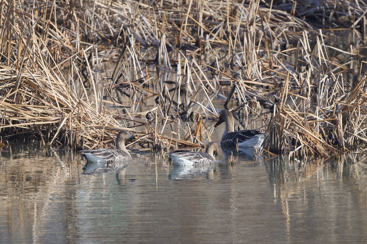 Oca granaiola della taiga - ML647170616
