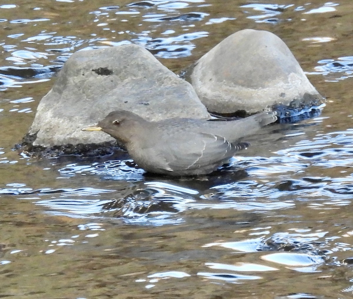 gråfossekall - ML647170617